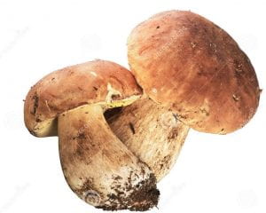 CHECK OUT THESE AUSTRALIAN MUSHROOMS